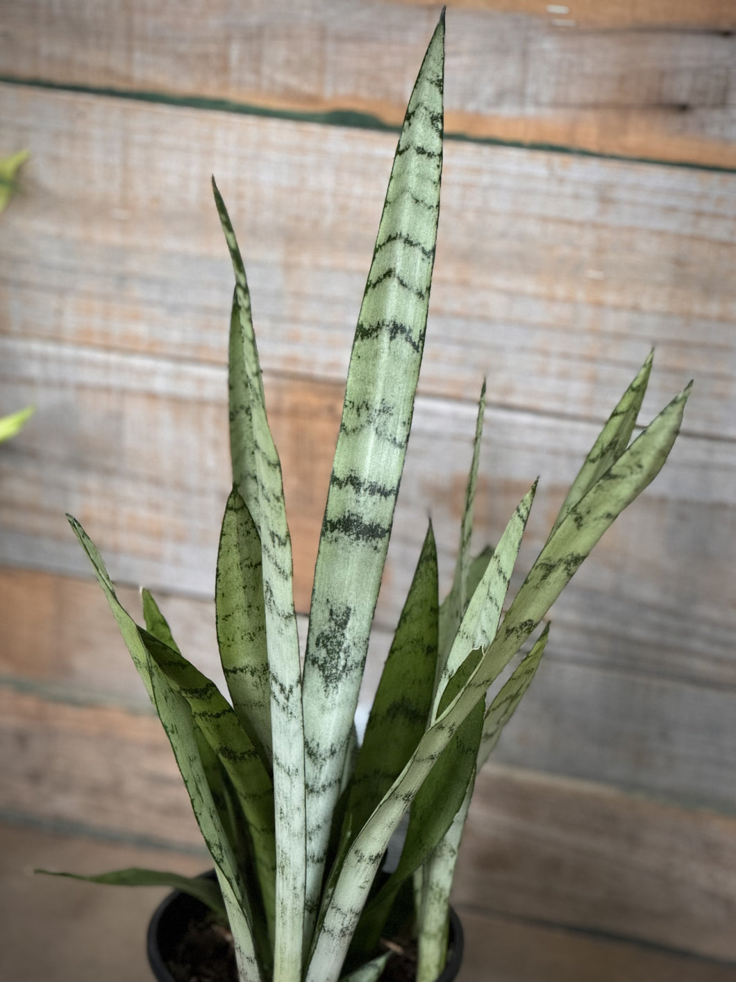 Sansevieria trifasciata 'Silver Princess'