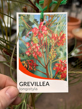 Load image into Gallery viewer, Grevillea longistyla
