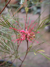Load image into Gallery viewer, Grevillea longistyla
