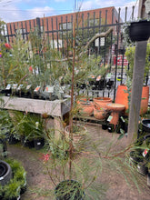 Load image into Gallery viewer, Grevillea longistyla

