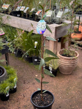 Load image into Gallery viewer, Eucalyptus 'Little Snowman'
