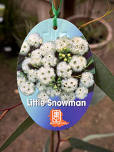 Load image into Gallery viewer, Eucalyptus 'Little Snowman'
