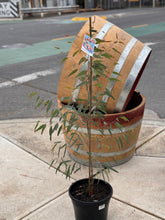 Load image into Gallery viewer, Eucalyptus sideroxylon 'Rosea'
