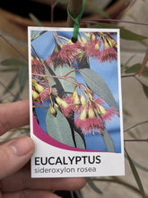 Load image into Gallery viewer, Eucalyptus sideroxylon 'Rosea'
