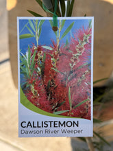 Load image into Gallery viewer, Callistemon viminalis 'Dawson River Weeper'
