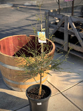Load image into Gallery viewer, Melaleuca ericifolia
