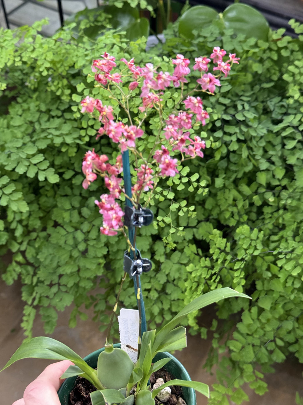 Oncidium 'Twinkle Red'