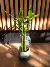 Load image into Gallery viewer, Lucky Bamboo Ceramic Pot
