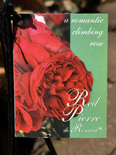 Load image into Gallery viewer, Rose - Climbing &#39;Pierre de Ronsard&#39; Red
