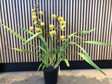 Load image into Gallery viewer, Cymbidium Orchid Yellow
