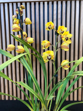 Load image into Gallery viewer, Cymbidium Orchid Yellow
