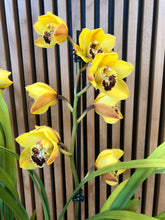 Load image into Gallery viewer, Cymbidium Orchid Yellow

