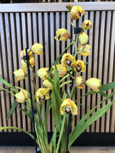 Load image into Gallery viewer, Cymbidium Orchid Yellow
