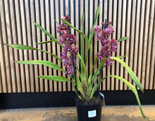 Load image into Gallery viewer, Cymbidium Orchid Dark Pink / Plum
