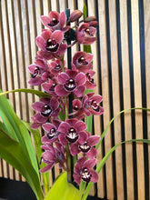 Load image into Gallery viewer, Cymbidium Orchid Dark Pink / Plum
