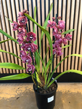 Load image into Gallery viewer, Cymbidium Orchid Dark Pink / Plum
