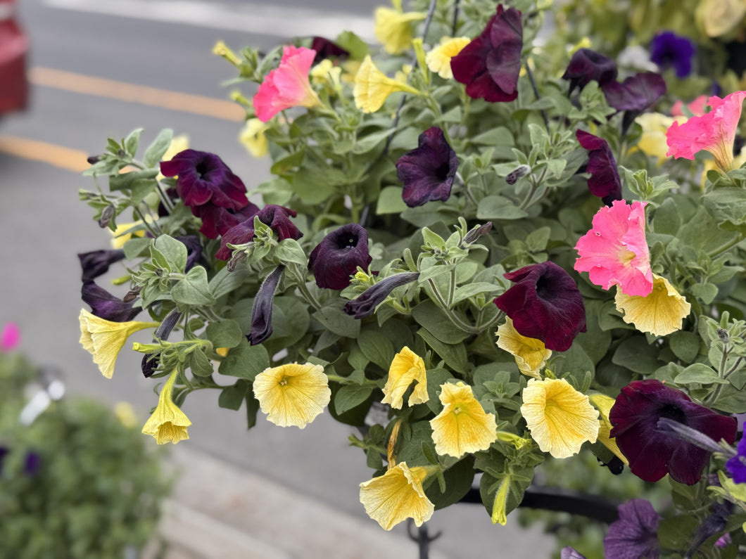 Petunia Tangles 'Dream Swirl'