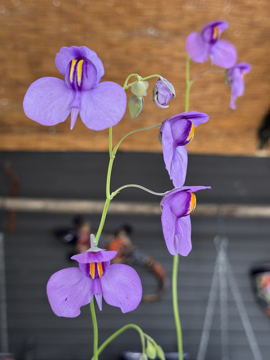 Utricularia cornigera