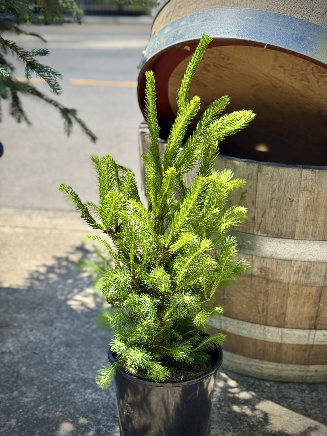 Picea abies