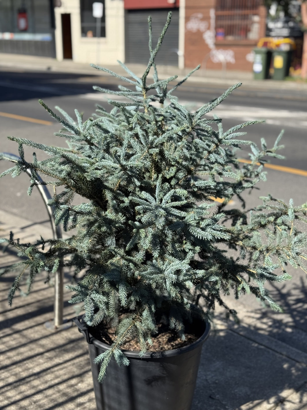 Picea x 'Sky Blue'