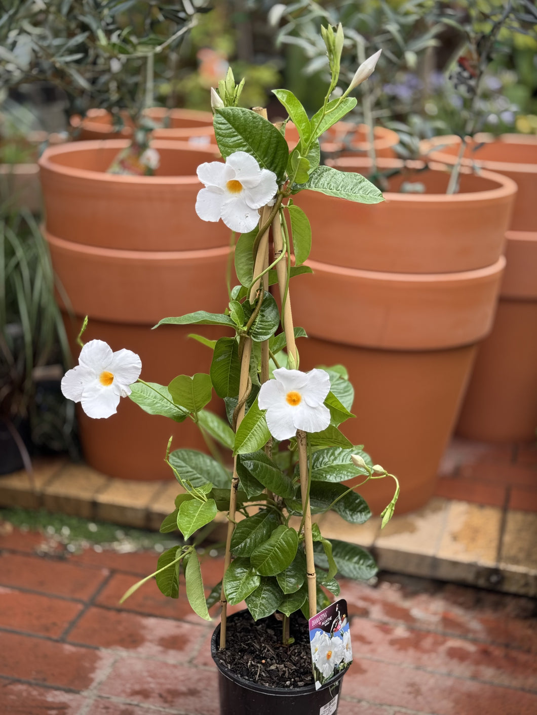 Mandevilla sanderi 'Agathe White' on tripod