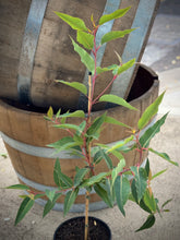 Load image into Gallery viewer, Corymbia ficifolia &#39;Baby Orange&#39;
