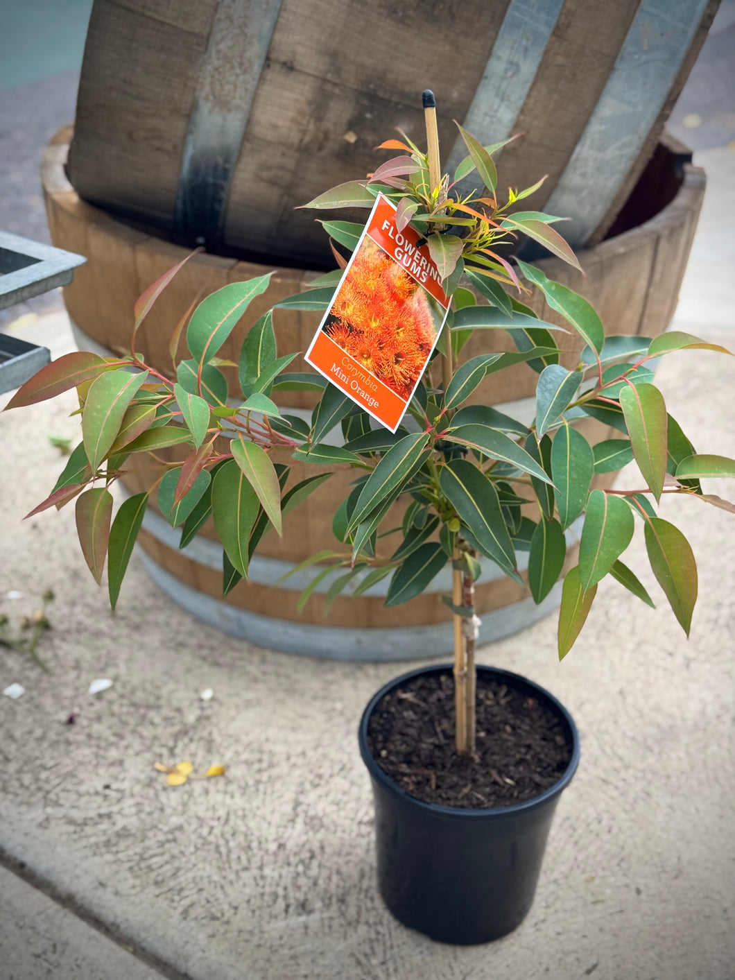 Corymbia ficifolia 'Mini Orange'