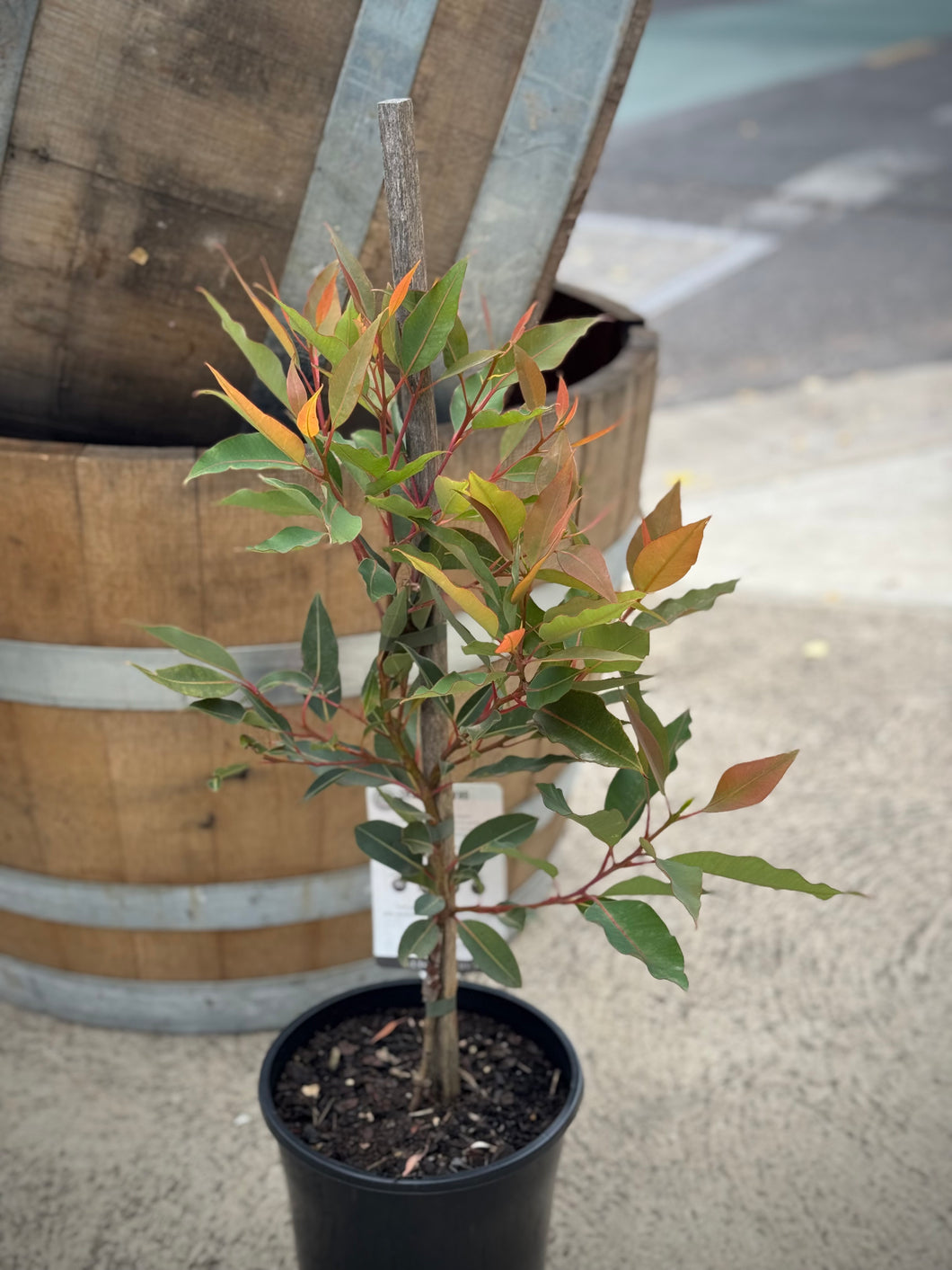 Corymbia ficifolia 'Mini Red'