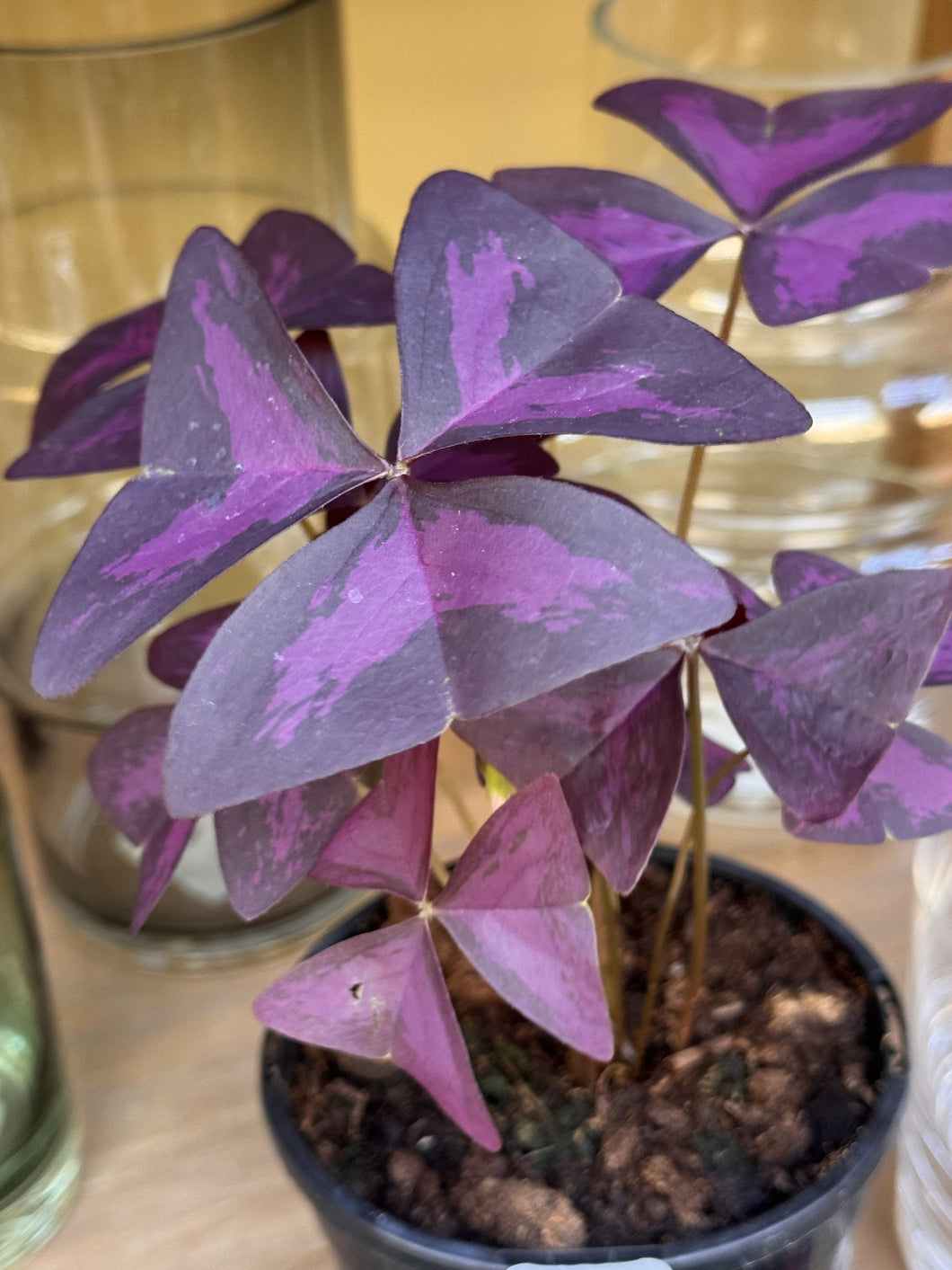 Oxalis triangularis