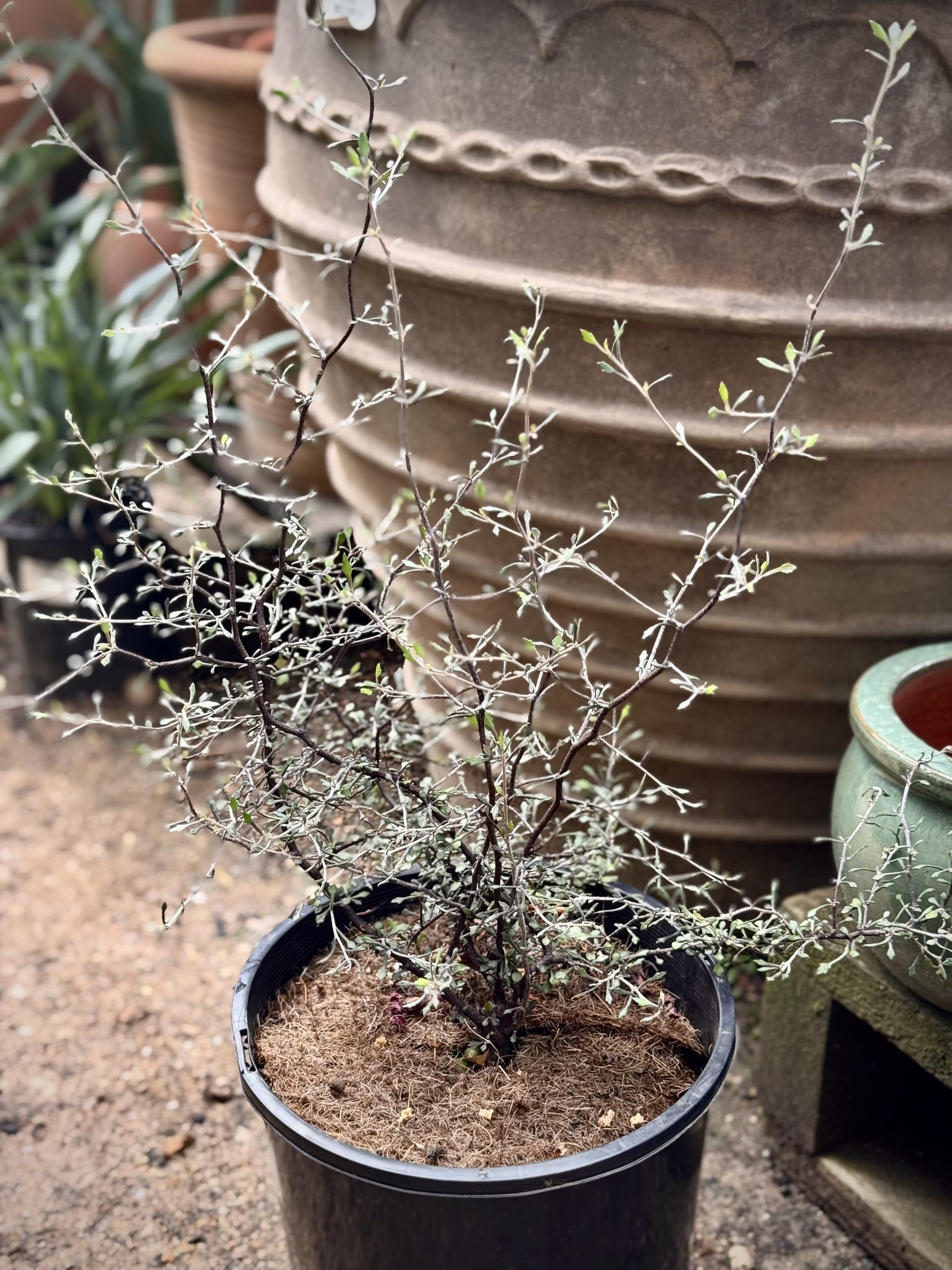 Corokia cotoneaster