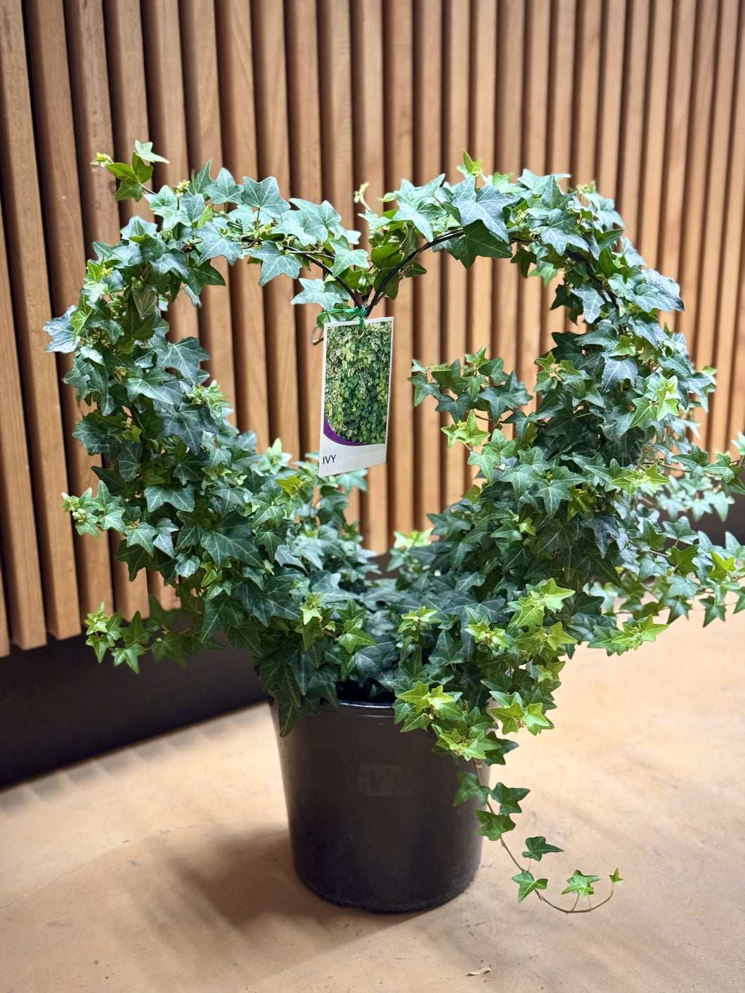 Ivy on love heart trellis
