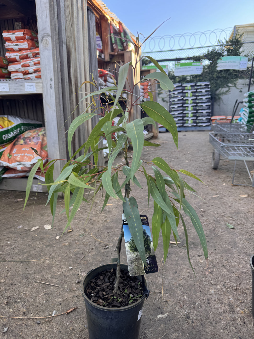 Corymbia citriodora 'Lemon Essence' Grafted