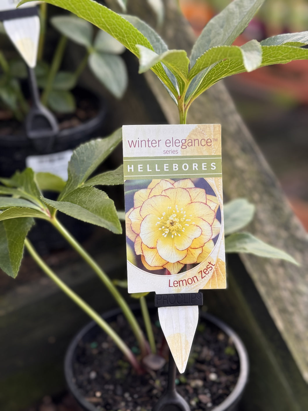 Helleborus - Winter Elegance series 'Lemon Zest'