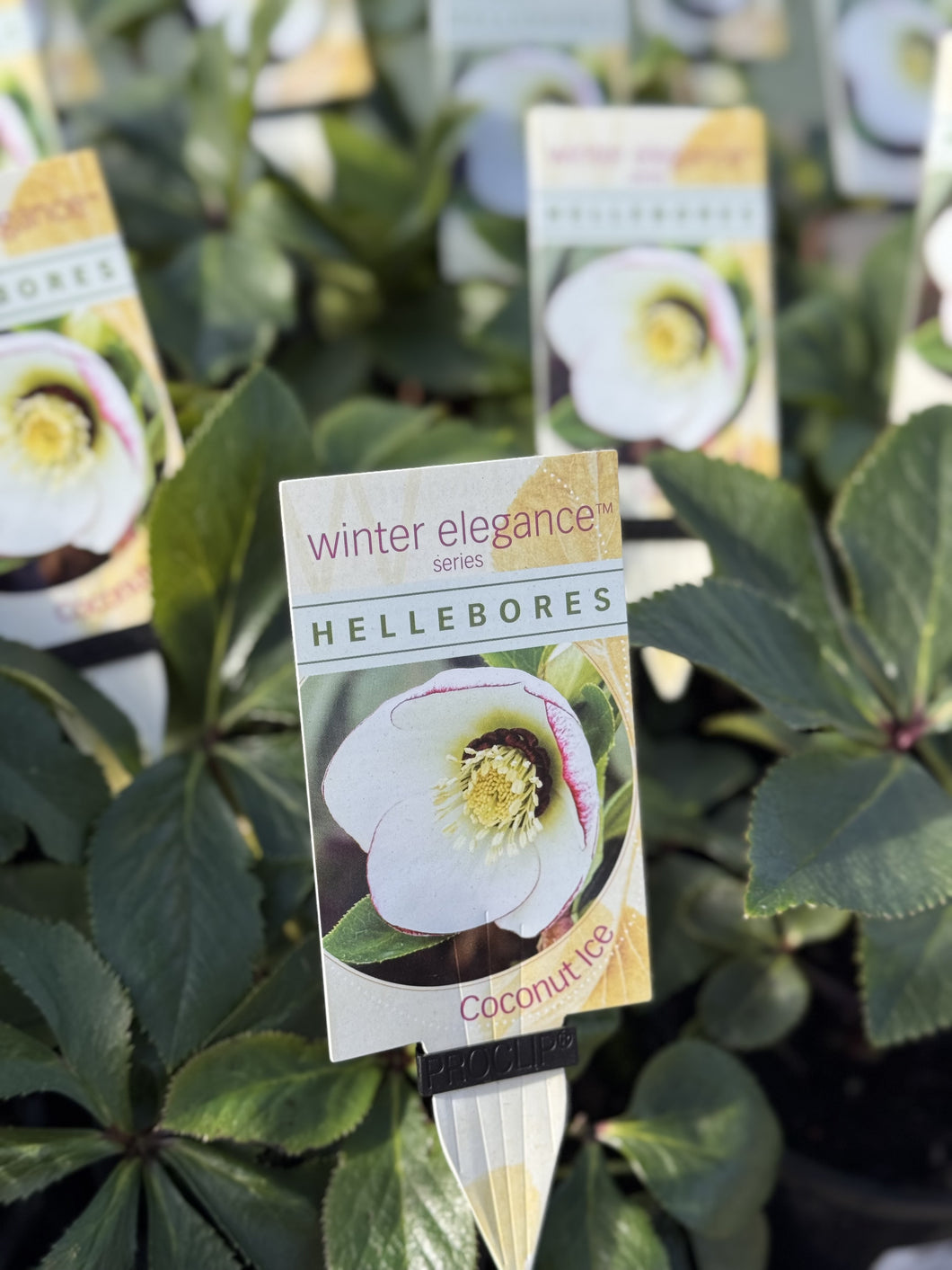 Helleborus - Winter Elegance series 'Coconut Ice'