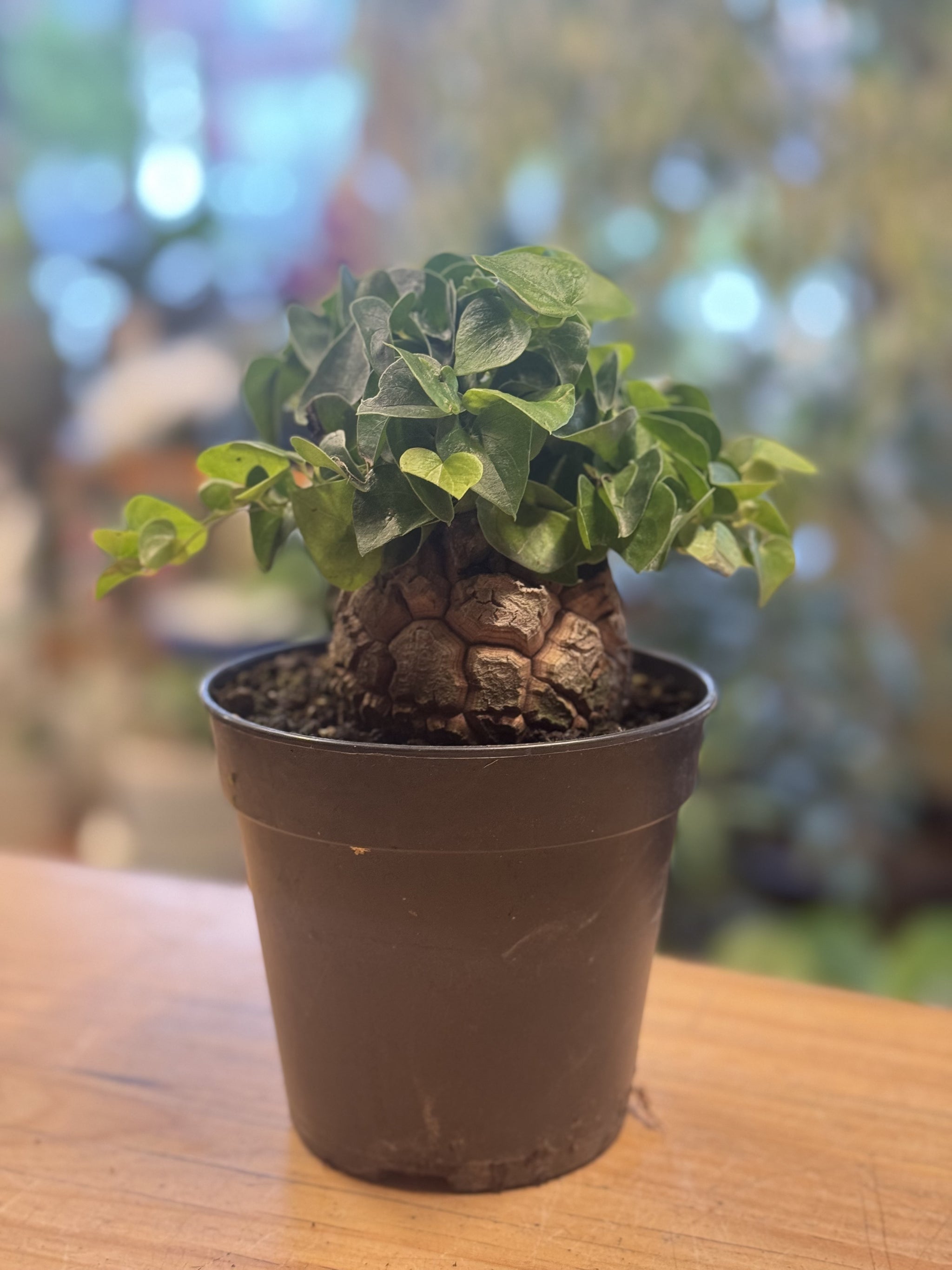 Dioscorea elephantipes – Northcote Nursery