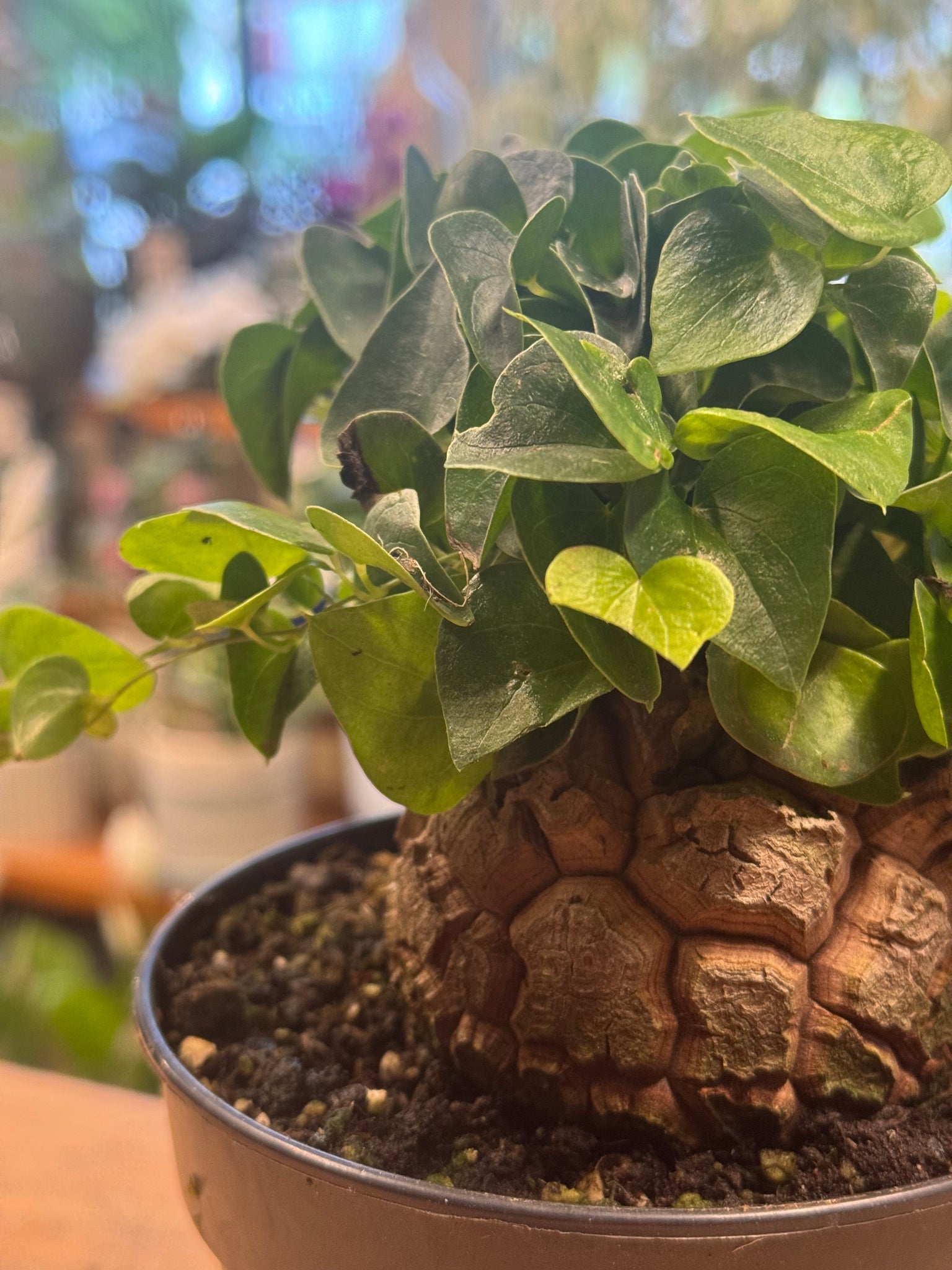 elephant foot succulent for sale Dioscorea elephantipes