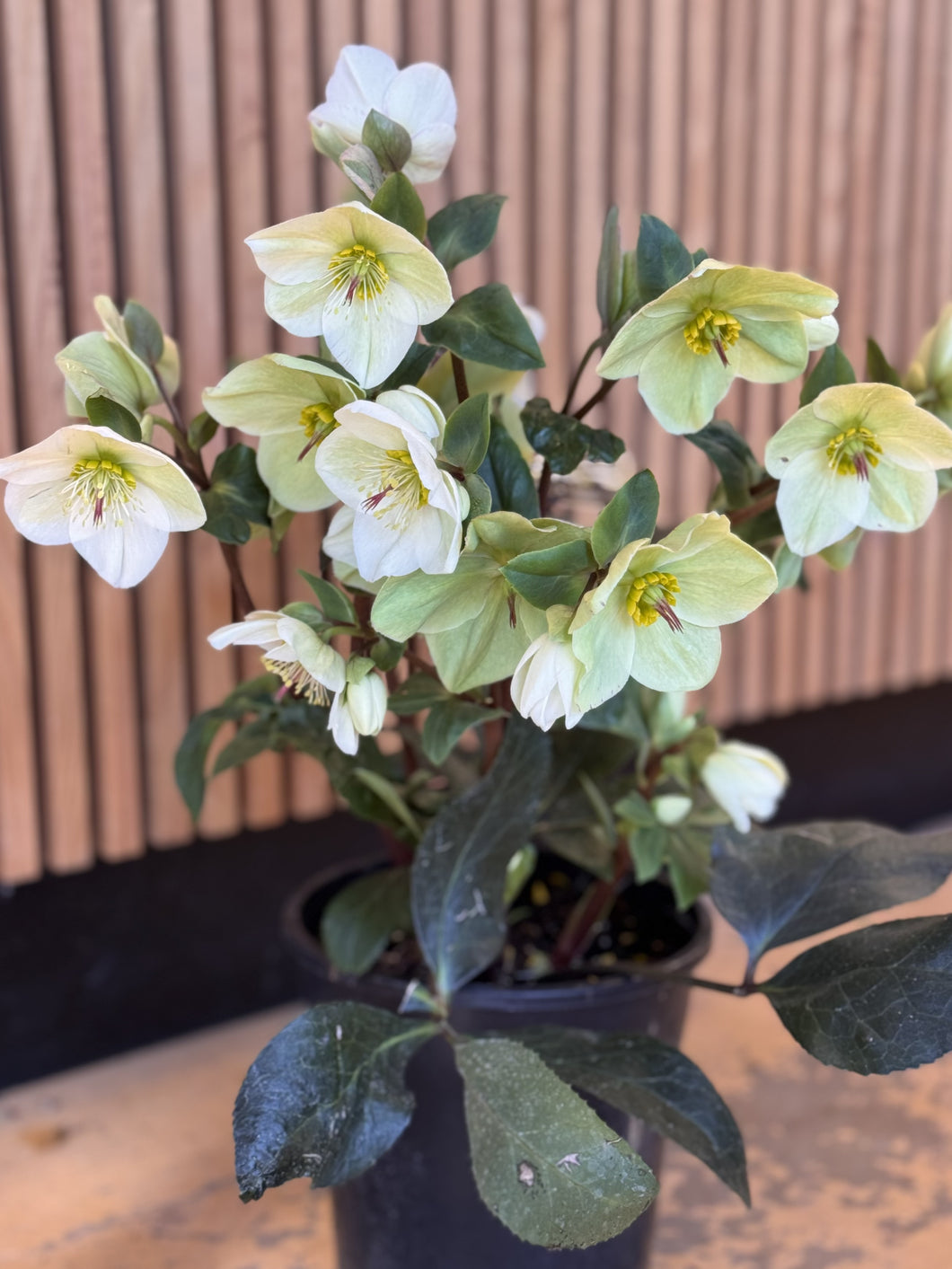 Helleborus 'Ice n Roses White'
