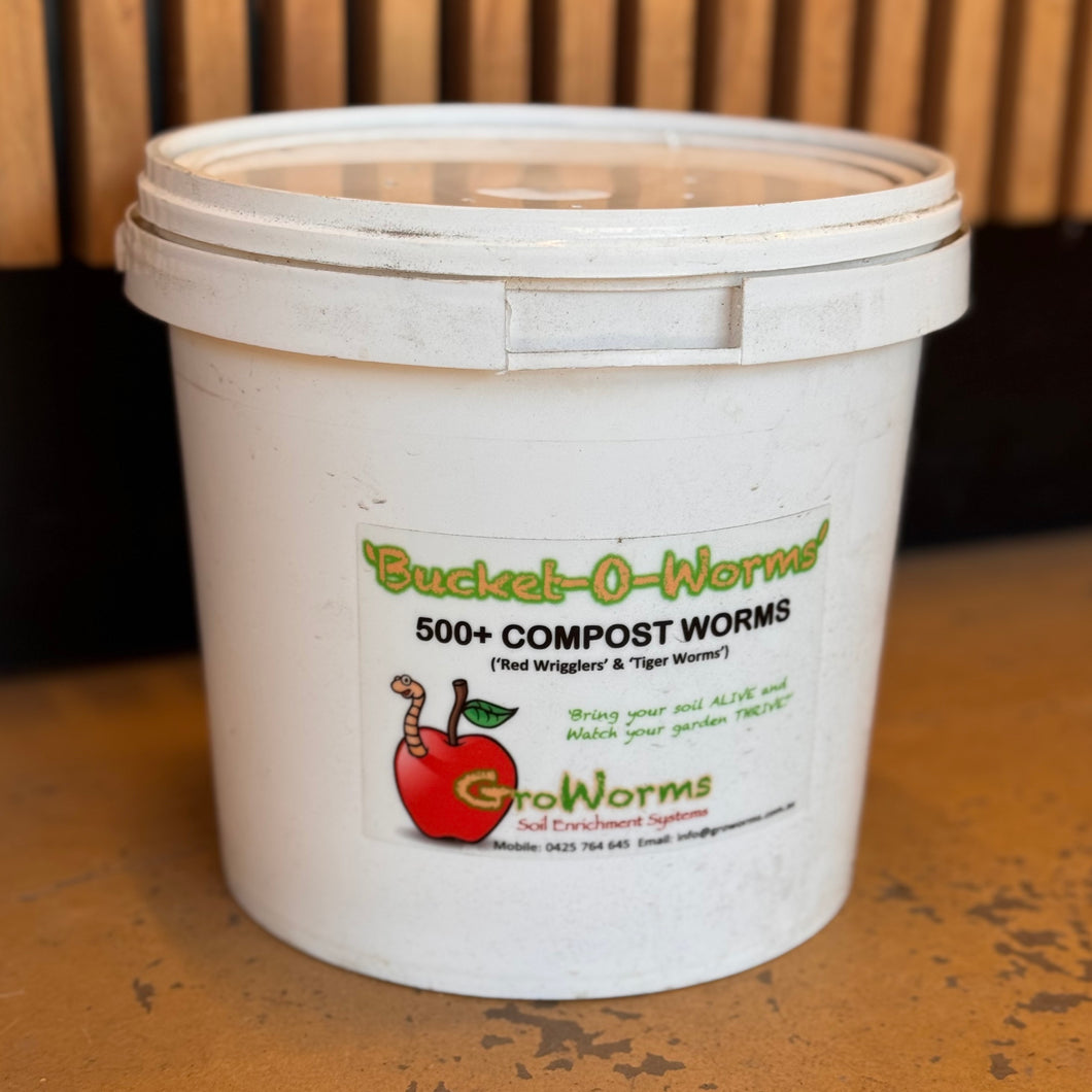 Compost Worms