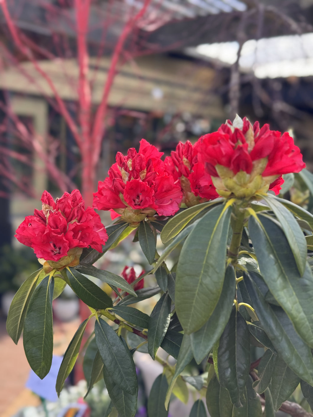 Rhododendron 'Lighthouse'
