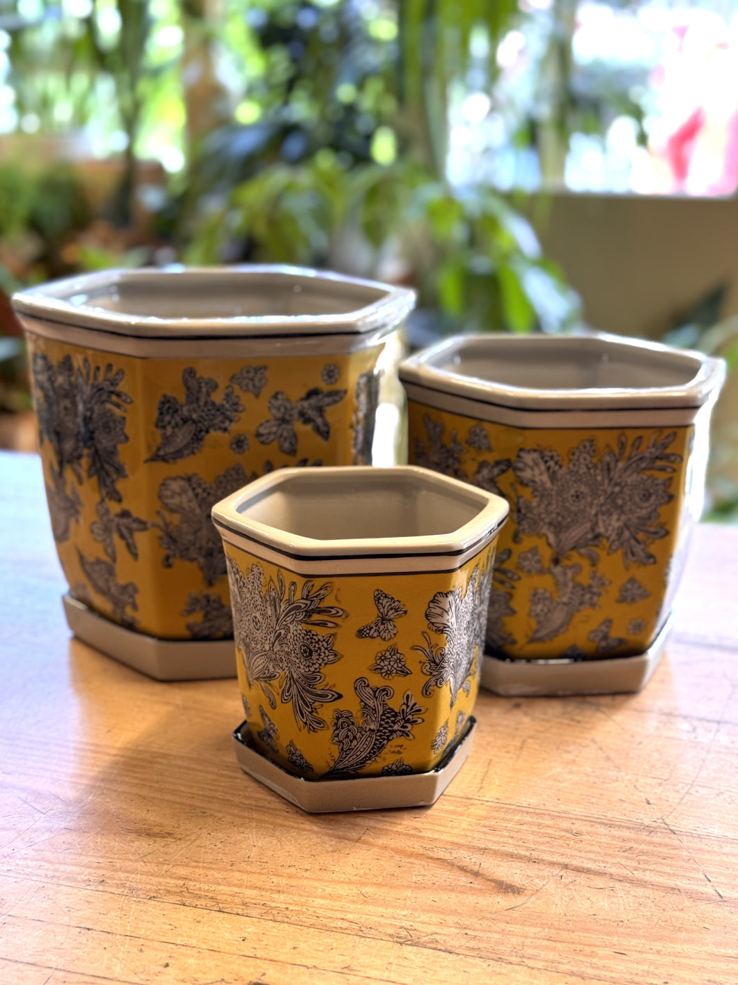 Hexagonal Pots with Saucer - Wild Canary