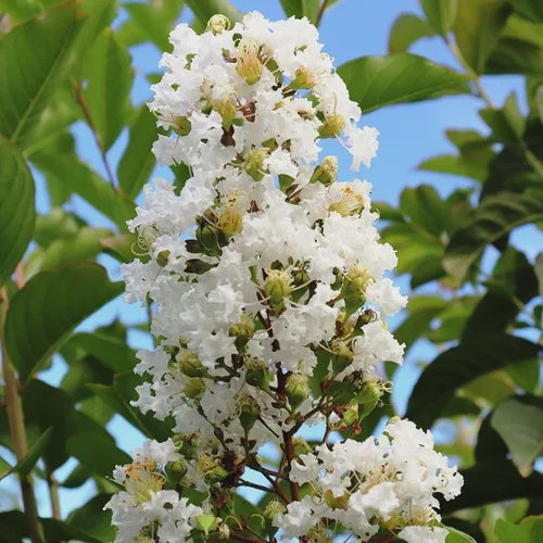 Lagerstroemia indica x L. fauriel 'Natchez'