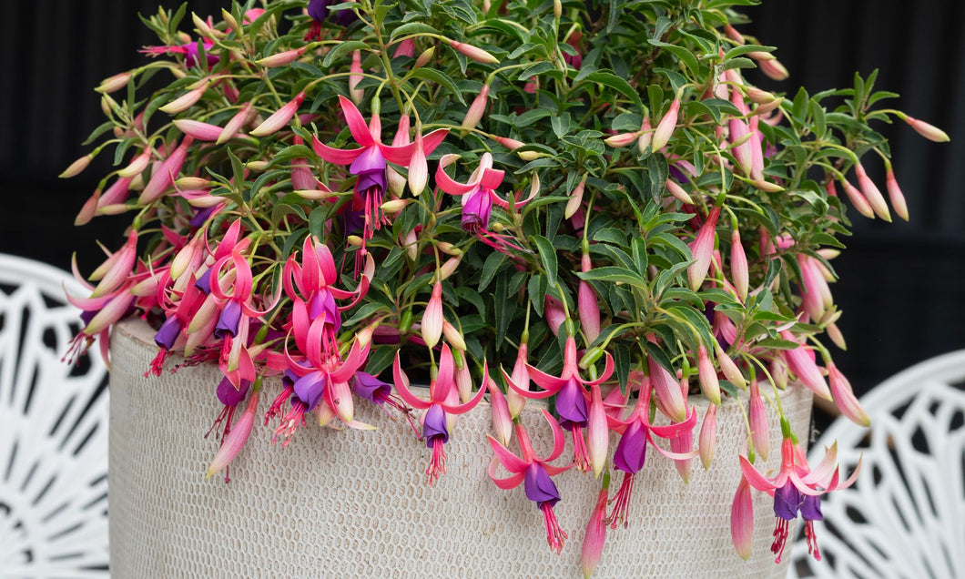 Fuchsia ‘Happy Bells Playful’