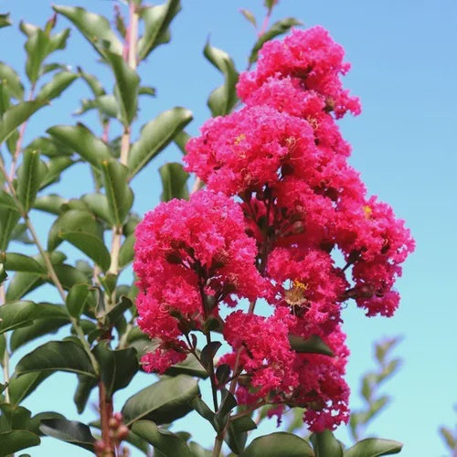 Lagerstroemia indica x fauriei 'Tuscarora'