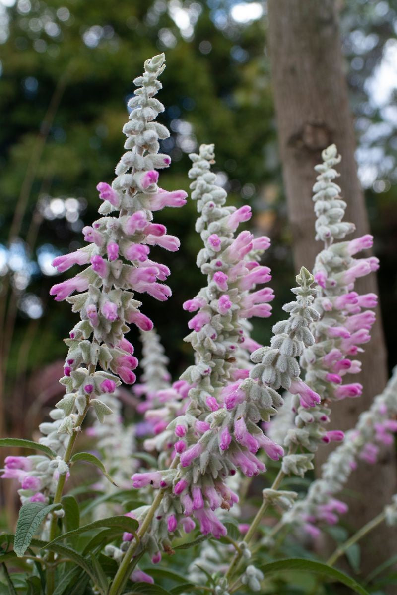 Salvia leucantha 'Velour Pink’