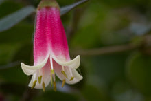 Load image into Gallery viewer, Correa 'Canberra Bells'
