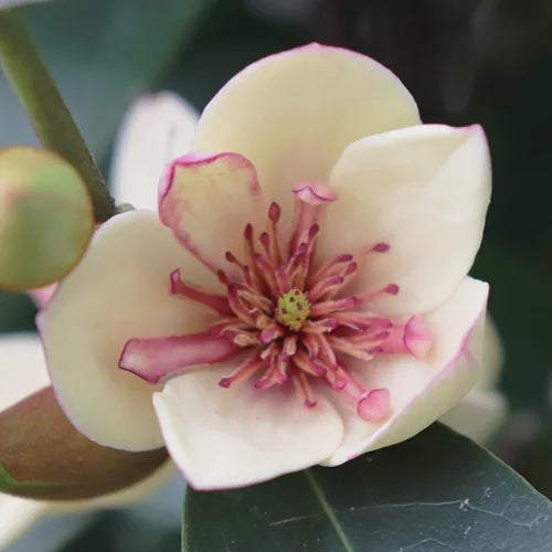 Magnolia figo x yunnanensis 'White Caviar'