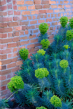 Load image into Gallery viewer, Euphorbia characias subsp. wulfenii
