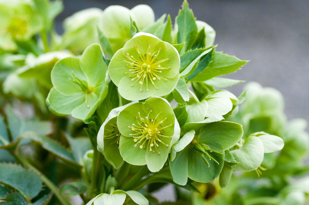 Helleborus - Winter Elegance argutifolius