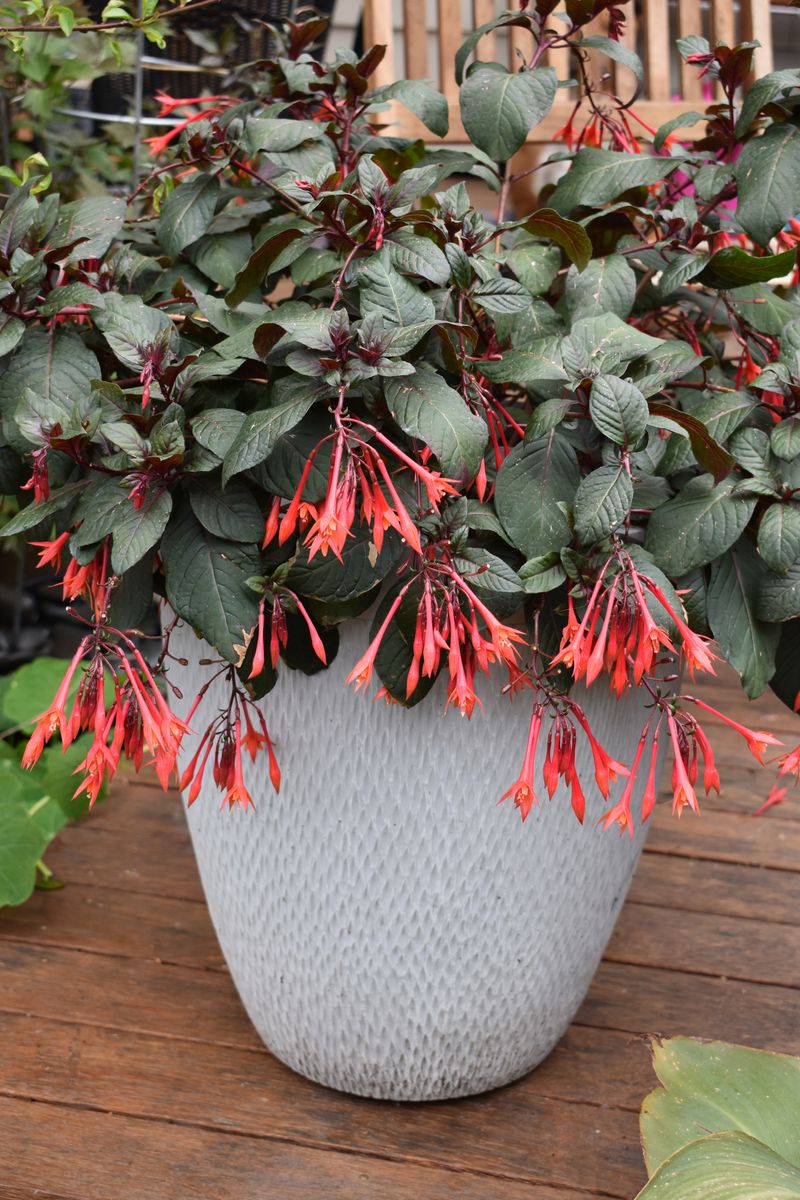 Fuchsia ‘Coralle’