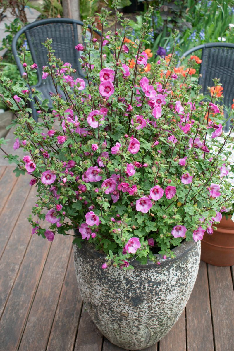 Anisodontea ‘African Rose Dayo’